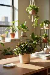 Callisia Turtle — Ø10,5 cm — H15 cm - Verdeia