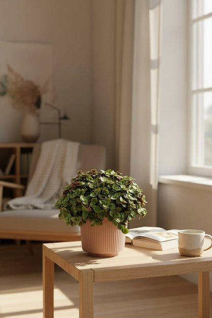 Callisia Turtle — Ø10,5 cm — H15 cm - Verdeia