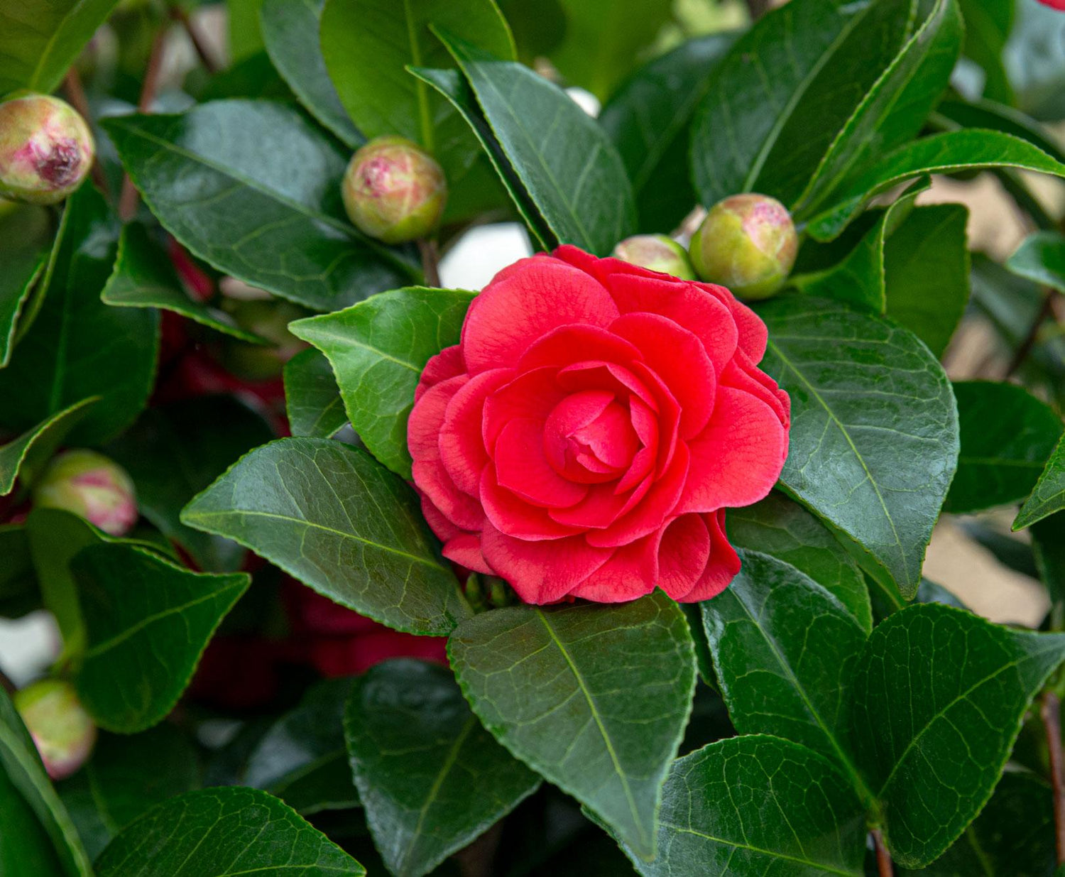 Camellia japonica ‘Black Lace’ – Ø19cm ↨65cm - Verdeia