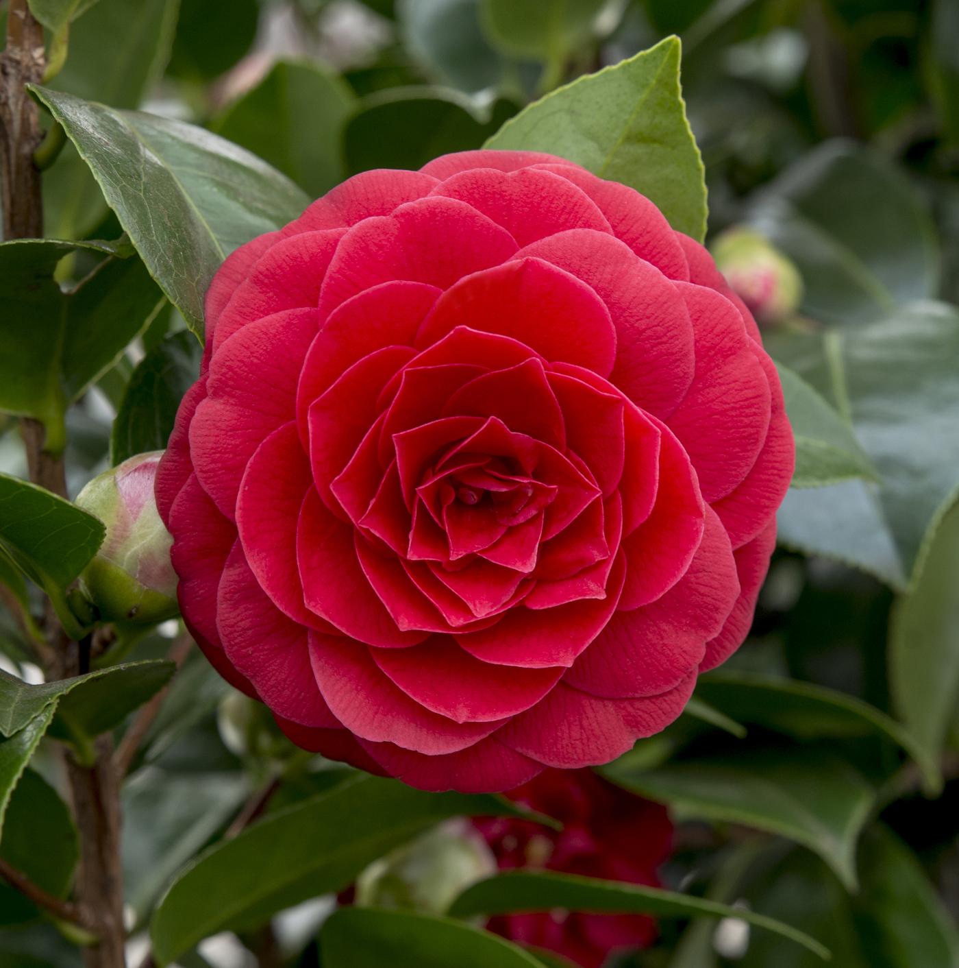 Camellia japonica ‘Black Lace’ – Ø19cm ↨65cm - Verdeia
