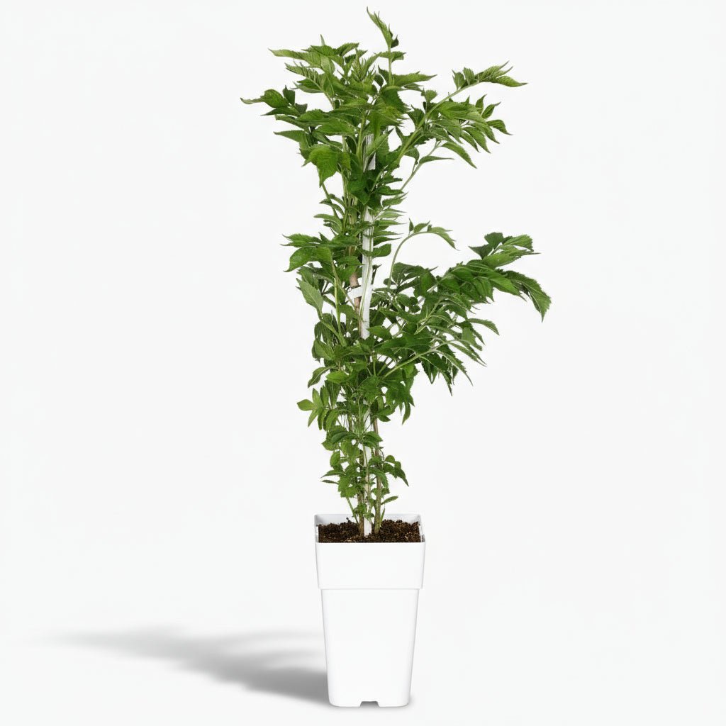 Campsis ‘Pink Panther’ — Bignone rose trompette - Verdeia