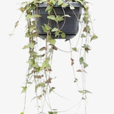 Ceropegia Linearis Remy — Ø14cm — H38cm - Verdeia