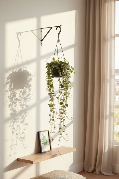 Ceropegia Linearis Remy — Ø14cm — H38cm - Verdeia