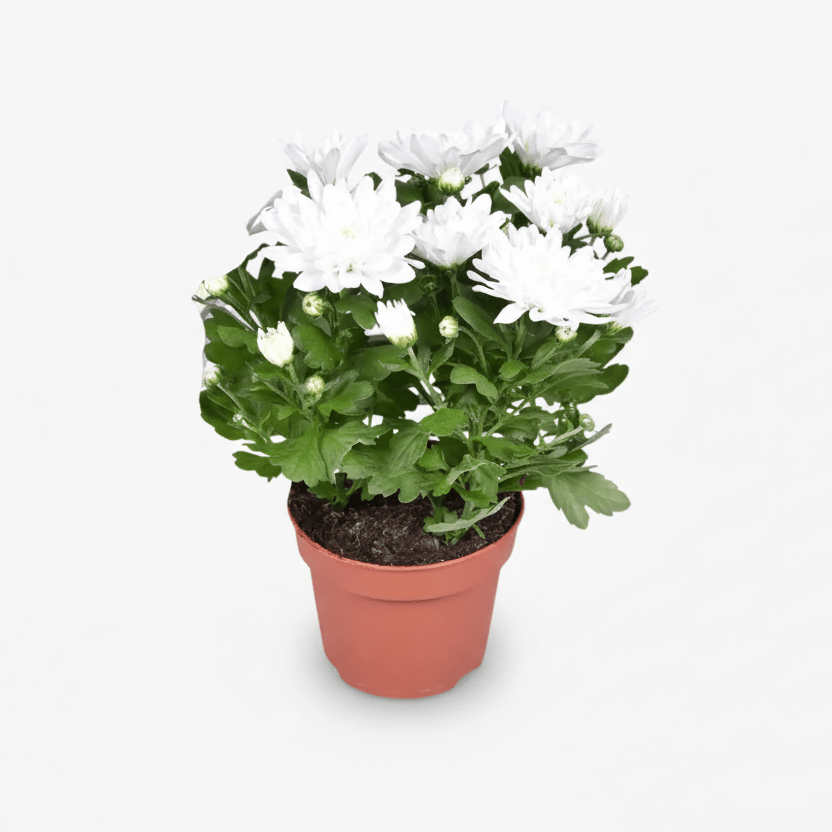 Chrysanthemum Brave — Ø12 cm — H26 cm - Verdeia