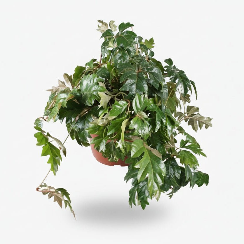 Cissus Rhombifolia Ellen Danica — Vigne d&