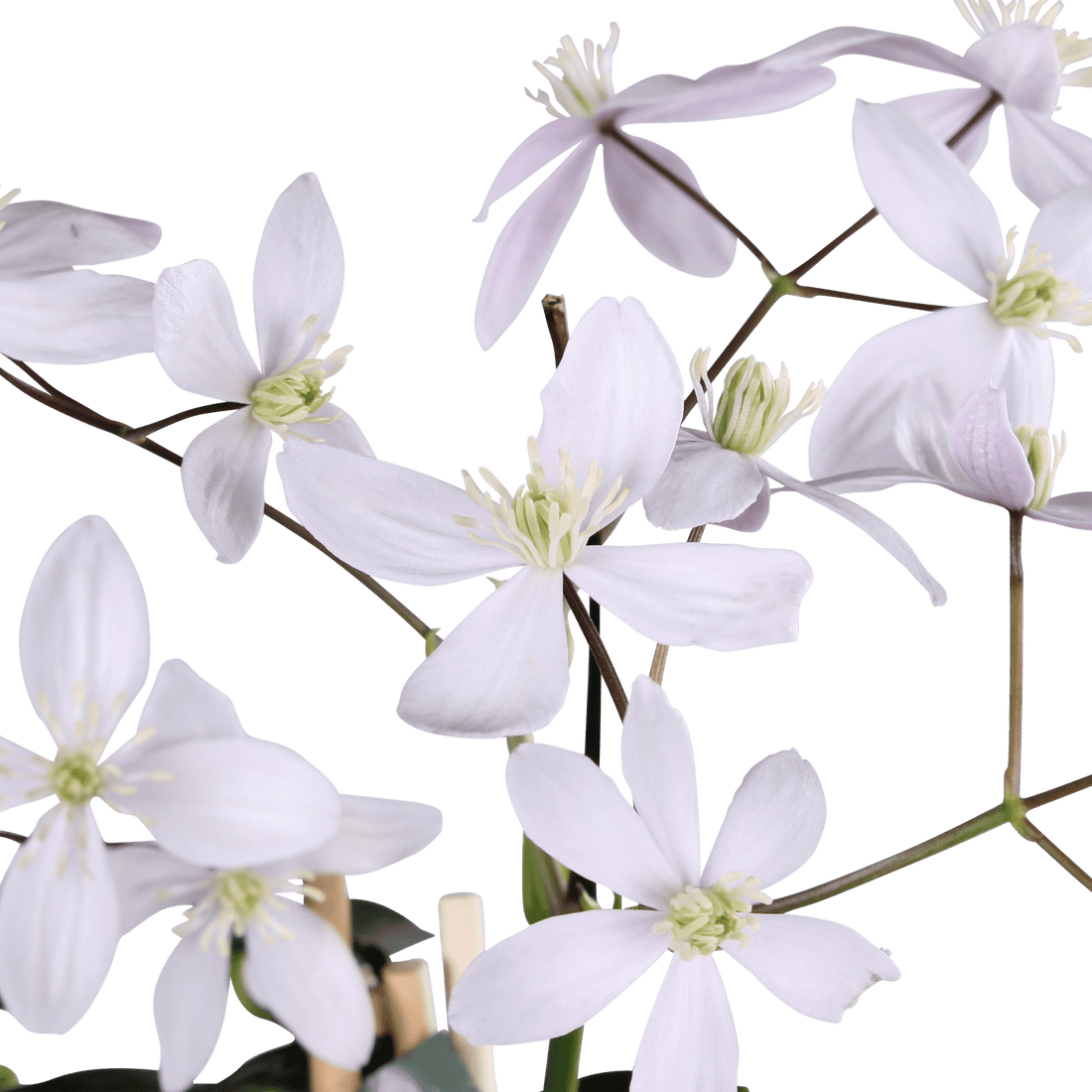 Clematis armandii ‘Apple Blossom’ – Clématite persistante rose pâle – Ø15cm – ↕65cm - Verdeia