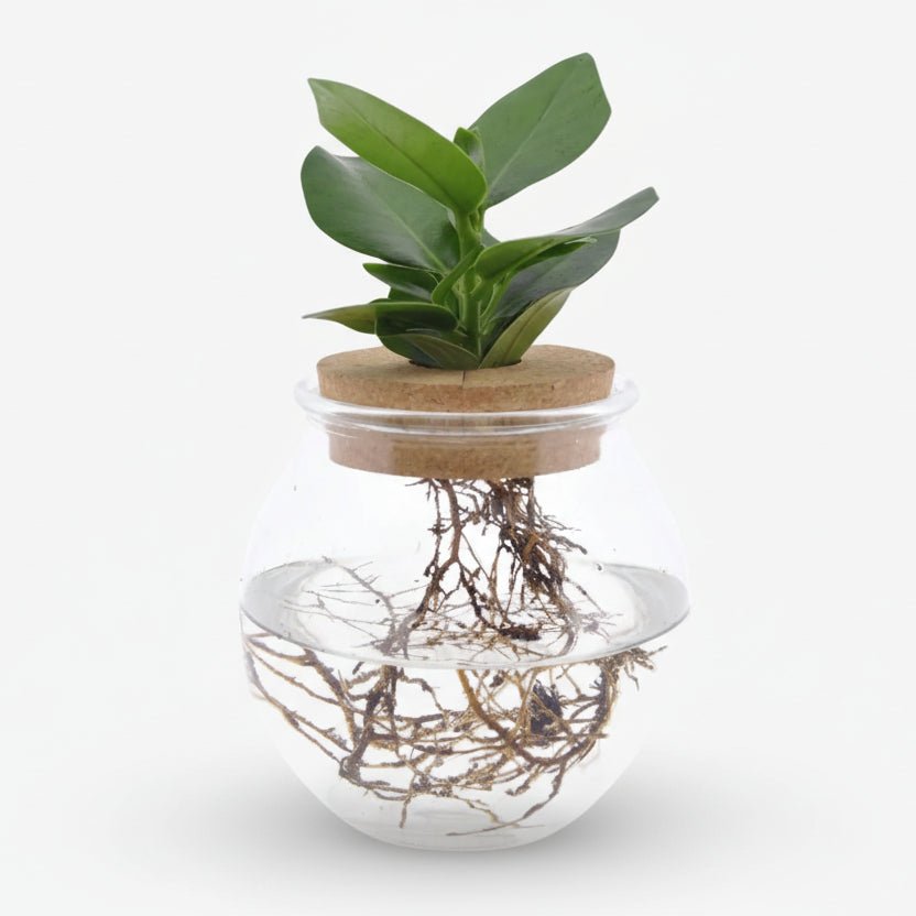 Clusia en bocal cylindre avec bouchon — Plante hydroponique — Ø12 cm — H30 cm - Verdeia