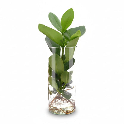 Clusia en bocal cylindre — Plante hydroponique — Ø12 cm — H30 cm - Verdeia