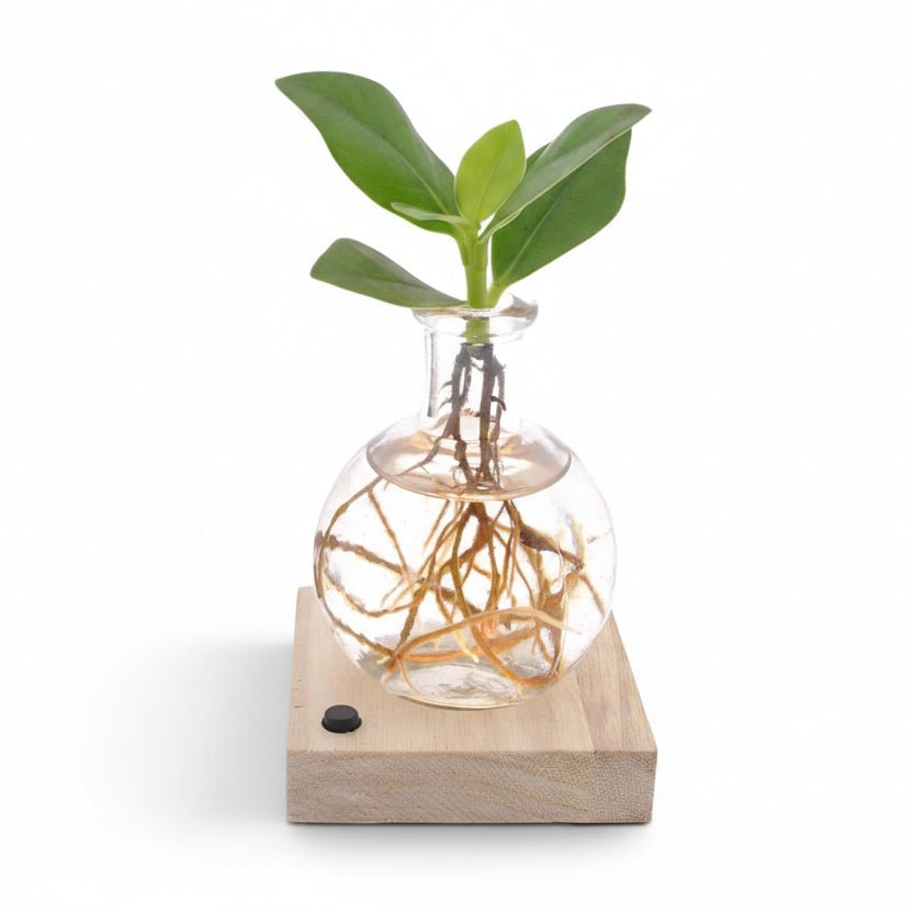 Clusia en bocal Samoa avec LED — Plante hydroponique lumineuse — Ø5 cm — H10 cm - Verdeia