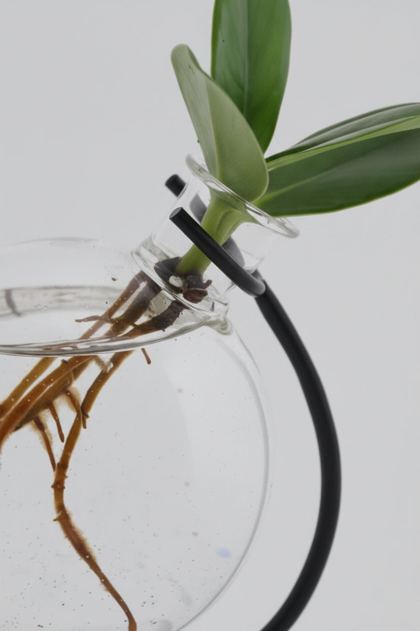 Clusia en bocal Victoria — Plante hydroponique mini — Ø5 cm — H10 cm - Verdeia