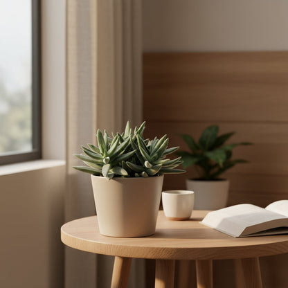 Crassula tenelli – Plante succulente graphique – D11 x H15 cm - Verdeia