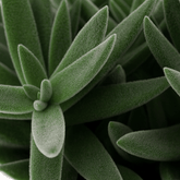 Crassula tenelli – Plante succulente graphique – Ø11cm – ↕15cm - Verdeia