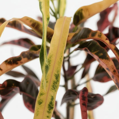 Croton Dreadlock – Ø19 cm – H70 cm - Verdeia