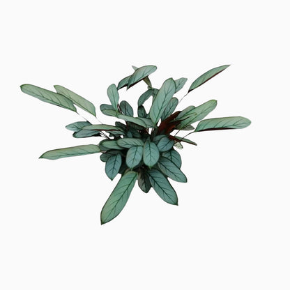 Ctenanthe oppenheimiana — “Never Never Plant” - Verdeia