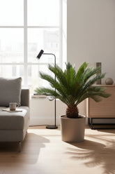 Cycas Revoluta — Ø17 cm — H60 cm - Verdeia