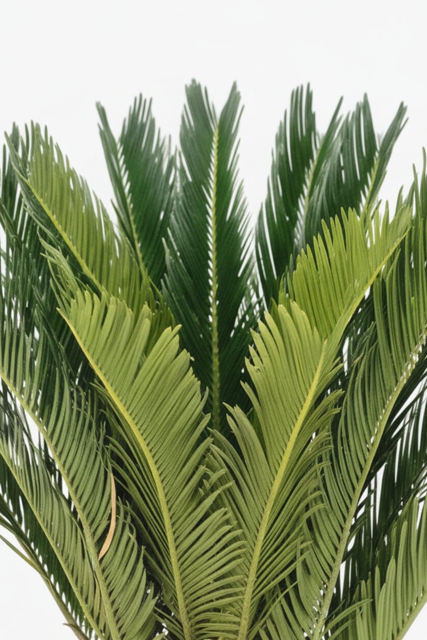 Cycas Revoluta — Ø17 cm — H60 cm - Verdeia