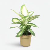Dieffenbachia Camilla — Ø17 cm — H45 cm - Verdeia