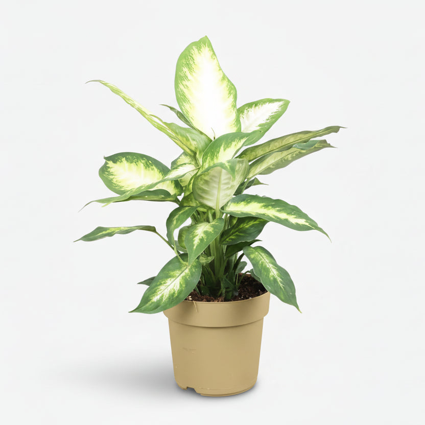 Dieffenbachia Camilla — Ø17 cm — H45 cm - Verdeia
