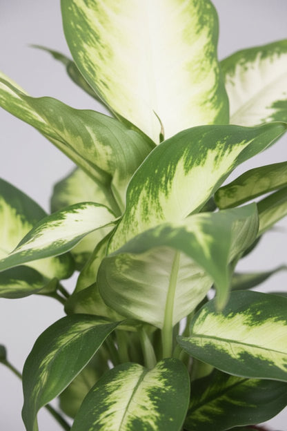 Dieffenbachia Camilla — Ø17 cm — H45 cm - Verdeia