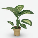 Dieffenbachia Seguine Tropic Snow — Ø19 cm — H70 cm - Verdeia