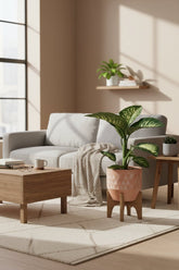 Dieffenbachia Seguine Tropic Snow — Ø19 cm — H70 cm - Verdeia