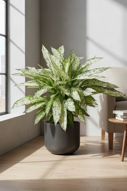 Dieffenbachia Vesuvius - Ø27cm - H80cm - Verdeia