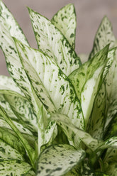 Dieffenbachia Vesuvius - Ø27cm - H80cm - Verdeia