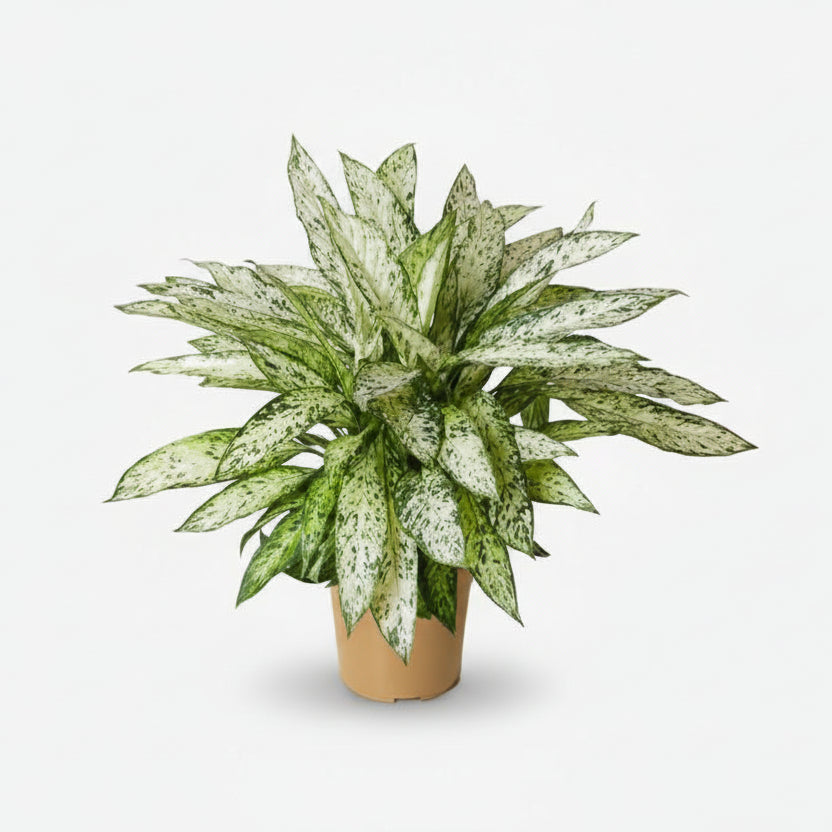 Dieffenbachia Vesuvius - Ø27cm - H80cm - Verdeia