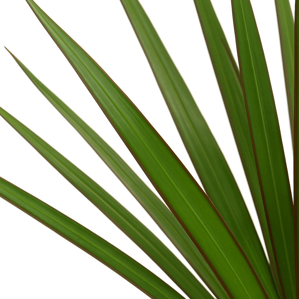 Dracaena marginata – Dragonnier de Madagascar - Verdeia