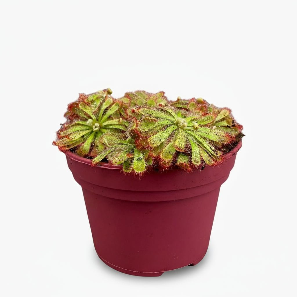 Drosera Aliciae - Ø12cm - H12cm - Verdeia