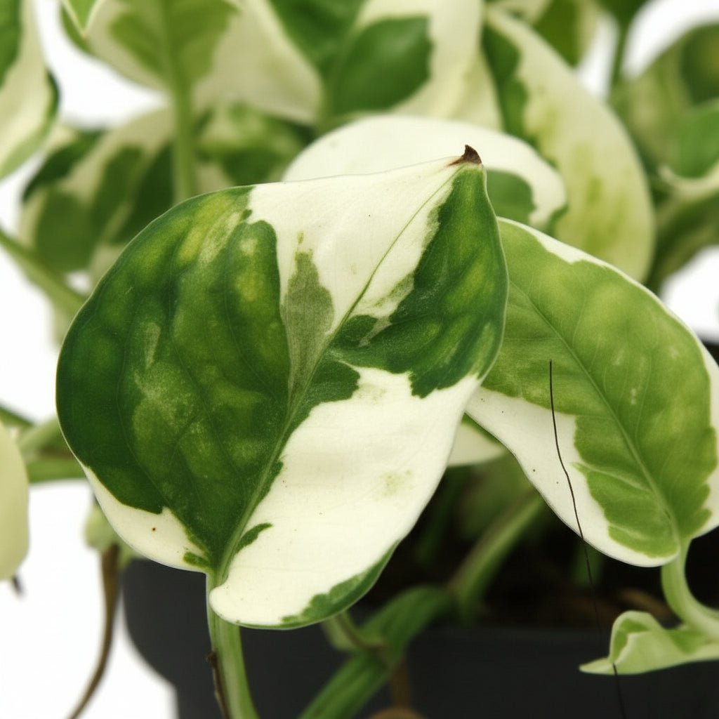 Epipremnum aureum ‘N’Joy’ — Pothos Scindapsus — D12 x H15 cm - Verdeia