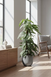 Epipremnum Pinnatum Cebu Blue — Ø17 cm — H65 cm - Verdeia