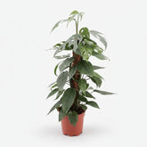 Epipremnum Pinnatum Cebu Blue — Pothos Cebu Blue - Verdeia