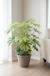 Fatsia Japonica Spider Web — Aralia du Japon panachée — Ø17 cm — H50 cm - Verdeia