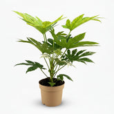 Fatsia Japonica Spider Web – Aralia du Japon panachée - Verdeia