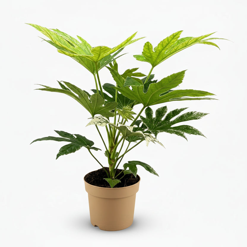 Fatsia Japonica Spider Web – Aralia du Japon panachée - Verdeia