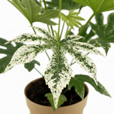 Fatsia Japonica Spider Web – Aralia du Japon panachée - Verdeia