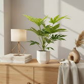 Fatsia Japonica Spider Web – Aralia du Japon panachée - Verdeia