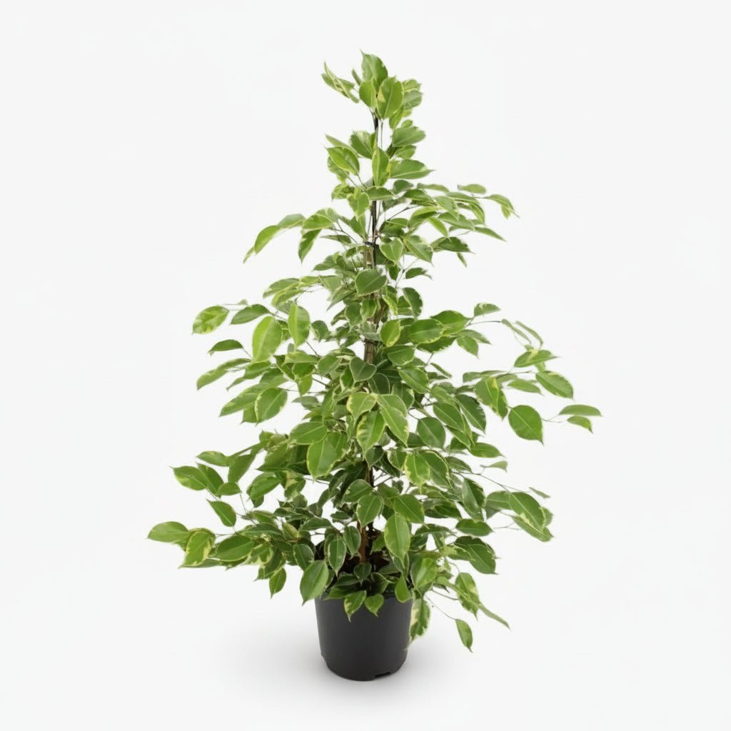 Ficus Benjamina Goldenking – Ø21 cm – H95 cm - Verdeia