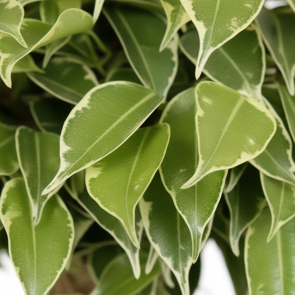 Ficus benjamina ‘Kinky’ — Ø12 cm — H28 cm - Verdeia