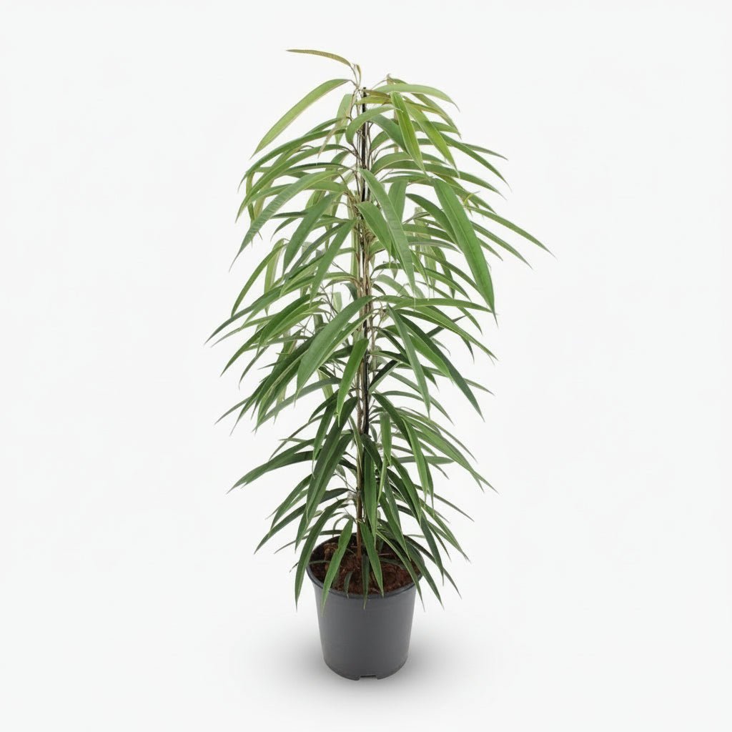 Ficus Binnendijkii Alii – Ø21 cm – H80 cm - Verdeia