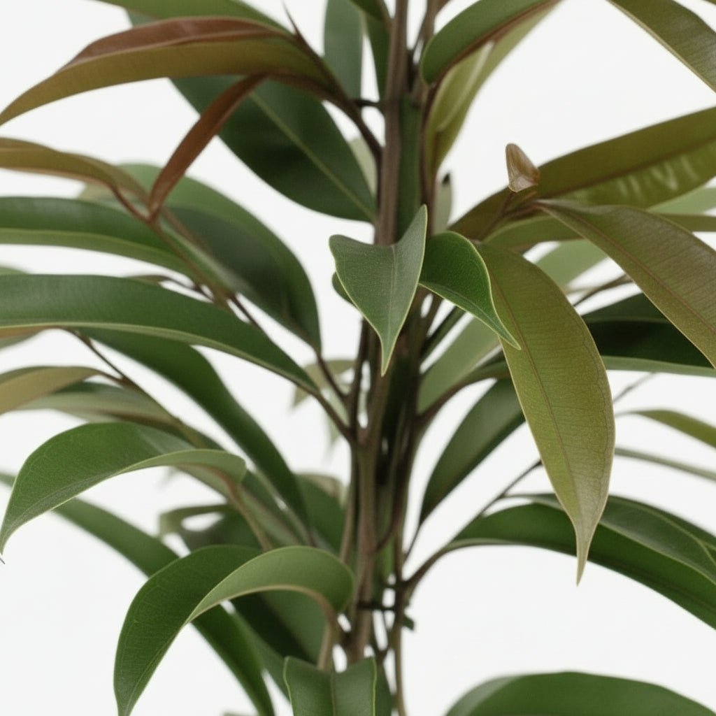 Ficus Binnendijkii Amstel King – Ø17 cm – H70 cm - Verdeia