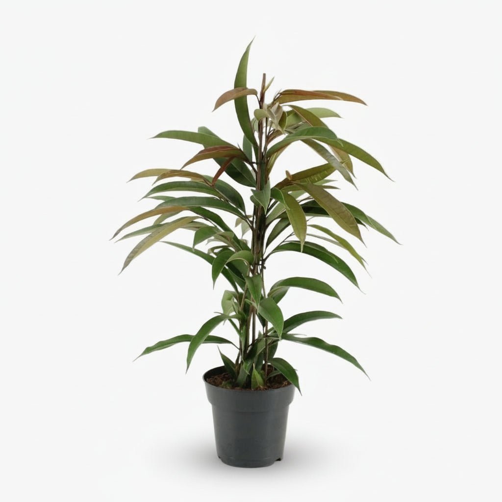 Ficus Binnendijkii Amstel King – Ø17 cm – H70 cm - Verdeia