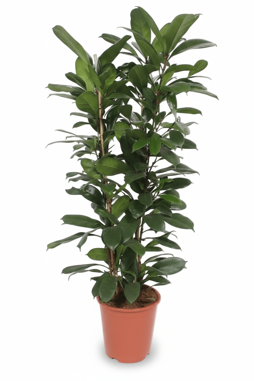 Ficus cyathistipula – Figuier africain d’intérieur - Verdeia