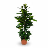 Ficus cyathistipula – Figuier africain d’intérieur - Verdeia