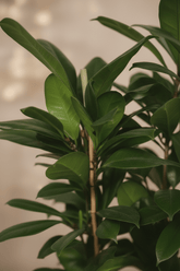 Ficus cyathistipula – Figuier africain d’intérieur - Verdeia