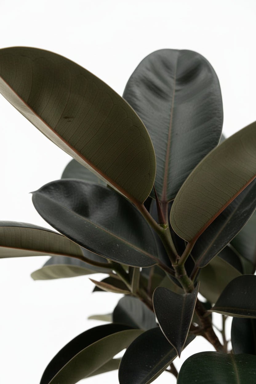 Ficus Elastica Burgundy — Caoutchouc bordeaux — Ø27 cm — H170 cm - Verdeia