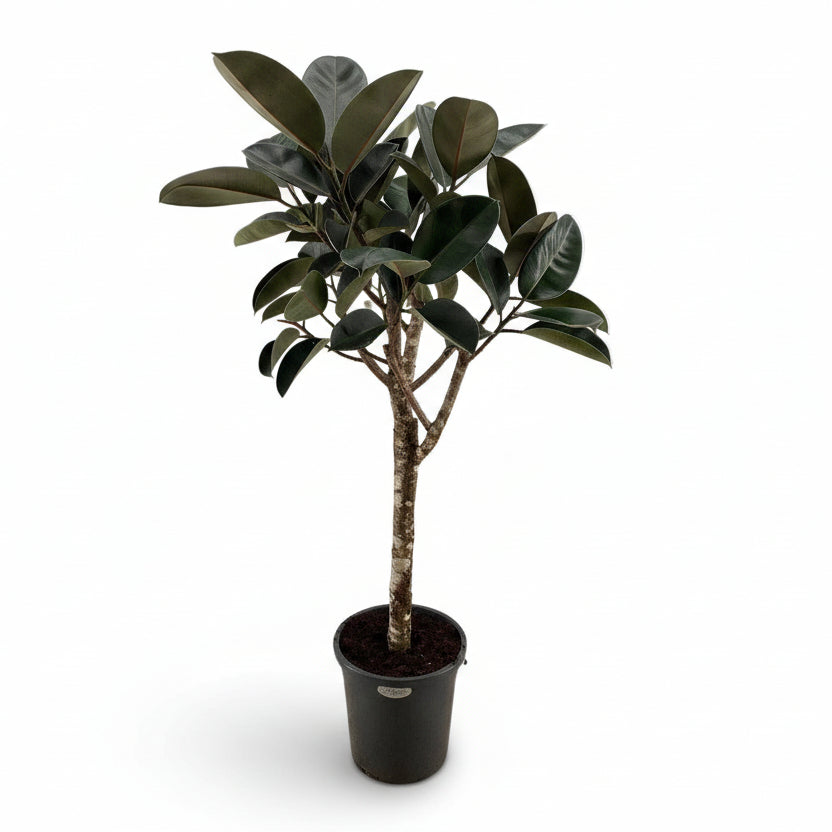 Ficus Elastica Burgundy — Caoutchouc bordeaux — Ø27 cm — H170 cm - Verdeia