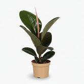Ficus Elastica Robusta – Plante caoutchouc - Verdeia