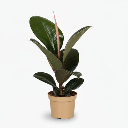 Ficus Elastica Robusta – Plante caoutchouc - Verdeia